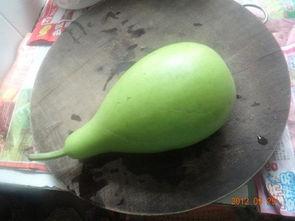 如何吃葫芦瓜,营养美味尽在其中