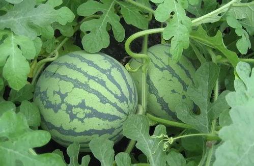 响水吃瓜视频,揭秘网络视频背后的热点事件