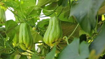 佛手瓜不能和什么一起吃,揭秘不能与哪些食物同食