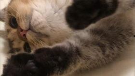 吃瓜哥是苍蝇,揭秘网络舆论的微妙变化