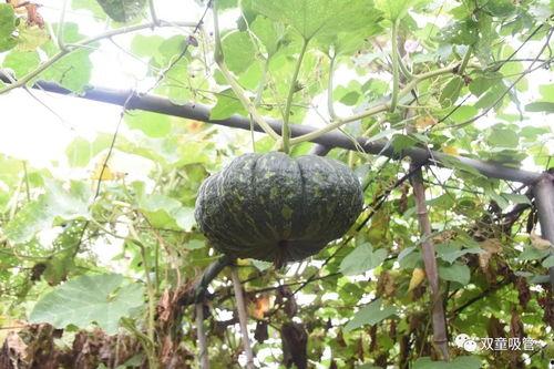 高空吃瓜,揭秘高空吃瓜的奇妙世界