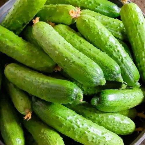 吃瓜头像黄瓜,吃瓜头像背后的趣味故事