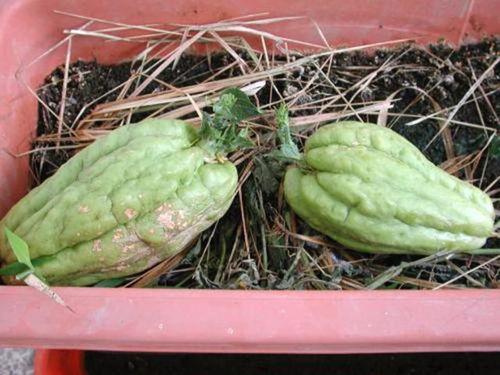 胃病可以吃雪莲瓜,雪莲瓜助力养胃养生