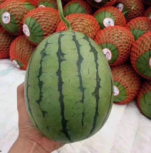 吃瓜聊科普,揭秘生活中的科学奥秘