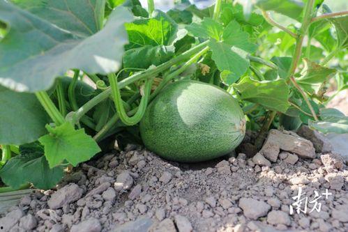 吃瓜第39天,热点事件背后的真相与反思