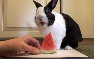 小兔吃瓜视频,萌宠美食大揭秘