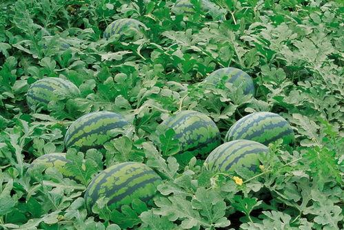 群里吃瓜怎么,一场网络热议的幕后真相