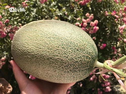 山东吃瓜视频,揭秘当地特色美食与民间风情