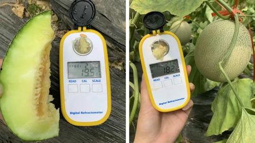 网纹蜜瓜怎么吃啊,解锁夏日清新口感