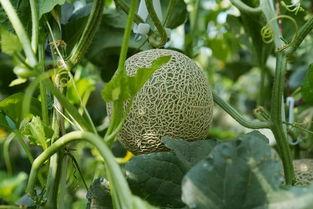 网纹蜜瓜怎么吃啊,解锁夏日清新口感