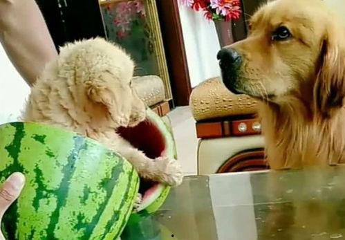 和主人吃瓜系统,趣味互动，畅享欢乐时光