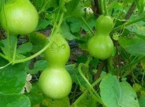 瓠瓜吃有什么好处,健康益处多——揭秘瓠瓜的神奇功效