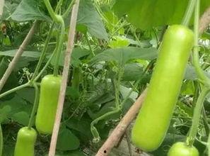 瓠瓜吃有什么好处,健康益处多——揭秘瓠瓜的神奇功效