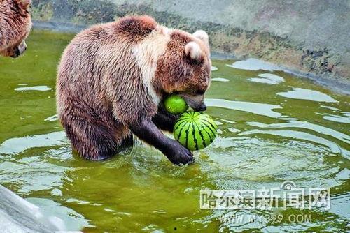 动物宝宝吃瓜,动物宝宝的甜蜜食光