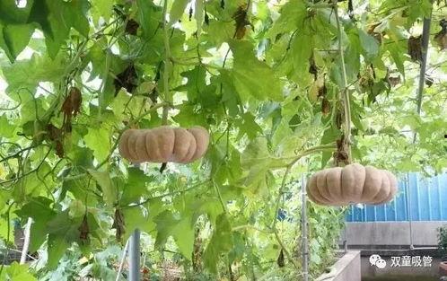 小启吃瓜,揭秘娱乐圈那些不为人知的幕后故事