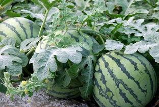 吃瓜和吃虫子的区别,揭秘吃瓜与吃虫子的本质区别