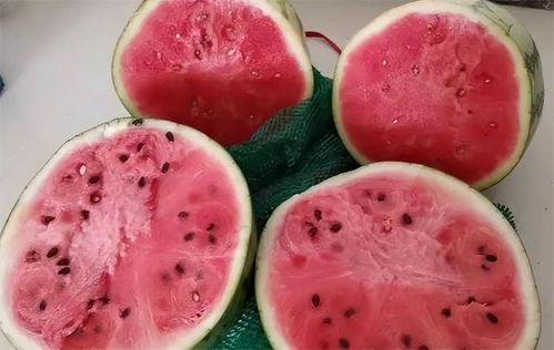 吃瓜和吃虫子的区别,揭秘吃瓜与吃虫子的本质区别