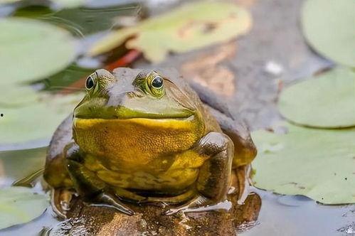 吃瓜不如吃牛蛙,吃瓜不如尝鲜牛蛙的独特风味