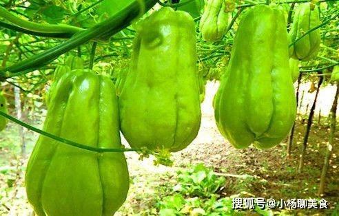 瓜网免费吃瓜程女士,程女士带你畅游瓜界盛宴