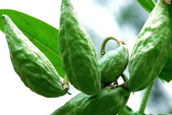 牛角瓜是什么怎么吃,探索其食用方法与美味佳肴