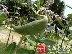 牛角瓜是什么怎么吃,探索其食用方法与美味佳肴