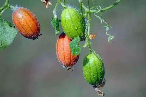 王瓜怎么切成功吃,轻松解锁美味新境界