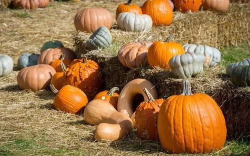 鄂州幸福和谐吃瓜,瓜田里的欢声笑语