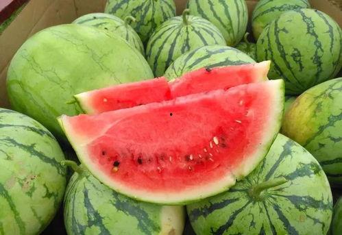 鄂州幸福和谐吃瓜,瓜田里的欢声笑语