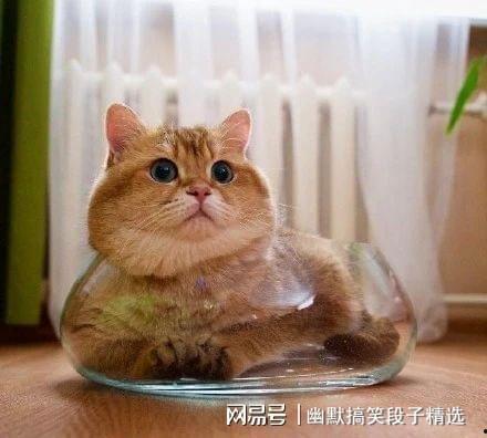 猫咪买瓜吃瓜图片卡通,瓜果乐园里的欢乐食客