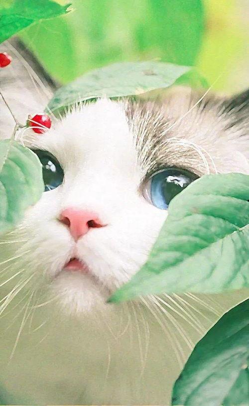 猫咪买瓜吃瓜图片卡通,瓜果乐园里的欢乐食客