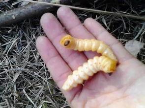 吃老瓜虫视频,吃瓜群众的趣味探索之旅