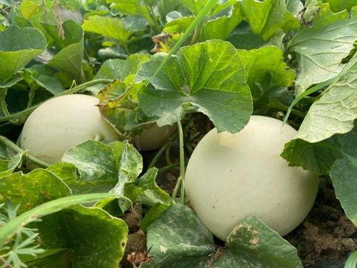 玲儿吃瓜,揭秘娱乐圈那些不为人知的幕后故事