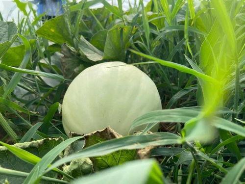 玲儿吃瓜,揭秘娱乐圈那些不为人知的幕后故事