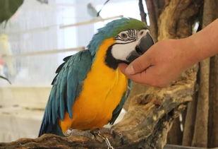 神兽回笼吃瓜,一场奇幻与美食的奇妙邂逅