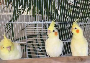 神兽回笼吃瓜,一场奇幻与美食的奇妙邂逅