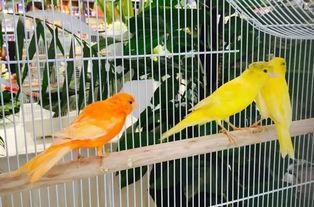 神兽回笼吃瓜,一场奇幻与美食的奇妙邂逅