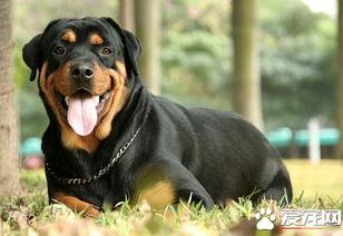 吃瓜罗威纳犬,吃瓜界的“硬汉”风采