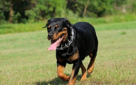 吃瓜罗威纳犬,吃瓜界的“硬汉”风采