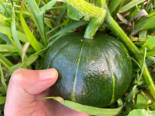 宝宝吃南瓜还是贝贝瓜,宝宝营养新选择