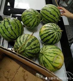 怎么吃自己学校的瓜,揭秘如何品尝自己学校的甜蜜果实