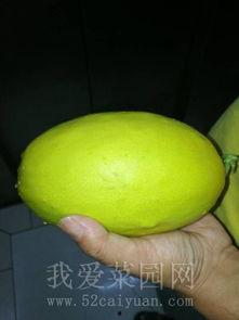 网络趣事吃瓜群,揭秘吃瓜群背后的欢乐与争议