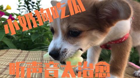 最强吃瓜狗,揭秘娱乐圈幕后风云