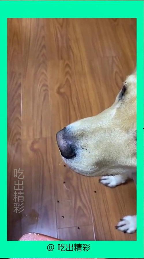 最强吃瓜狗,揭秘娱乐圈幕后风云