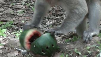 猴王吃瓜音频,一场欢乐的夏日盛宴