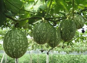 吊瓜图片怎么吃,吊瓜图片教你轻松解锁美味新食法