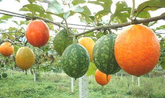 吊瓜图片怎么吃,吊瓜图片教你轻松解锁美味新食法