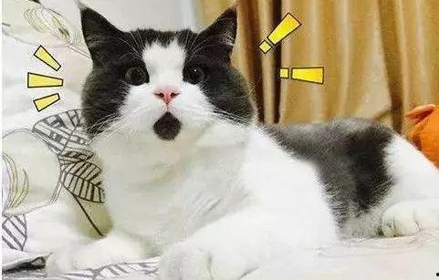 吃瓜群众表情包猫,表情包猫的趣味瞬间