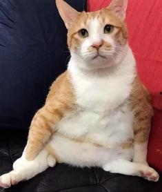 吃瓜群众表情包猫,表情包猫的趣味瞬间