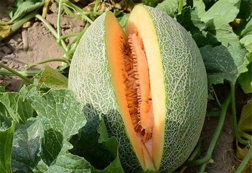 白哈密瓜烤着吃,夏日里的甜蜜诱惑