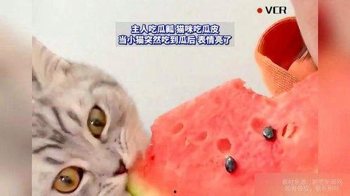 吃猫咪瓜,揭秘宠物界的神秘美食传说